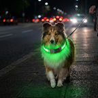 Wiederaufladbares LED-Halsband für Hunde – Wetterfest & Verstellbar