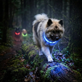 Wiederaufladbares LED-Halsband für Hunde – Wetterfest & Verstellbar