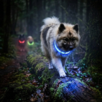 Wiederaufladbares LED-Halsband für Hunde – Wetterfest & Verstellbar