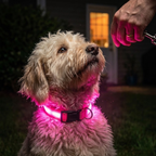 Wiederaufladbares LED-Halsband für Hunde – Wetterfest & Verstellbar